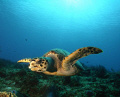   Sea Turtle Cozumel Mexico  